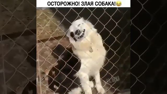 Осторожно! Злая собака. смотреть онлайн