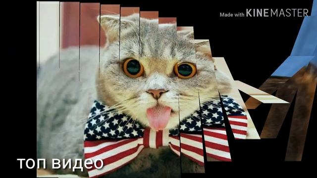 Топ 15 *смешных фото КОТОВ* смотреть онлайн