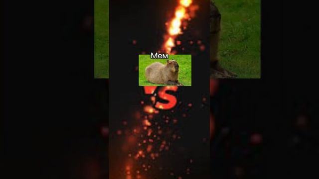 Капибара vs Шлеша #шлепа #капибара #мем #мемы #сравнение смотреть онлайн