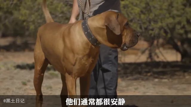盤點世界上戰鬥力最強的犬類！ 一獒能否戰三狼，藏獒的戰鬥力到底有多強？【黑土日记】 смотреть онлайн