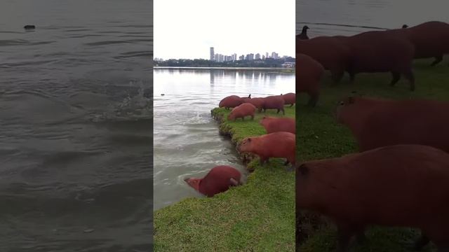 Днооооо!!!! смотреть онлайн