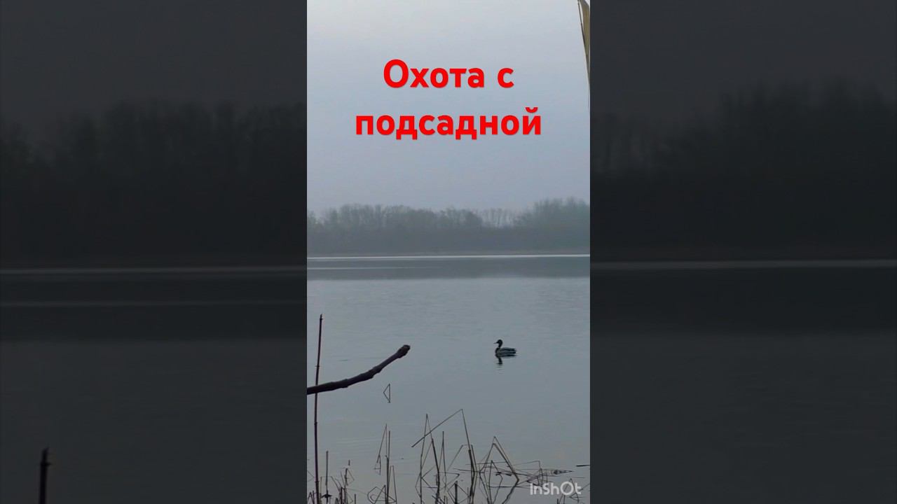 А вот и он #охота #охотанауток #охотанагуся #shortvideo #maxhunter #весенняяохота смотреть онлайн