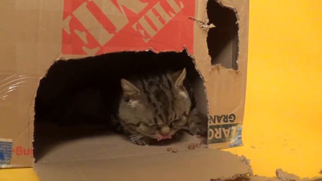 ДОМИК ДЛЯ КОТА СВОИМИ РУКАМИ смотреть онлайн