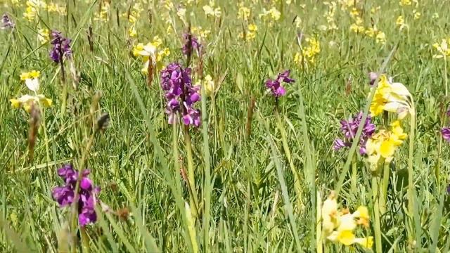 Orchid Hunter - 005 - Cribb's Meadow (May 2019) смотреть онлайн