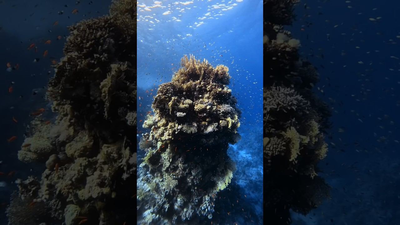 Красота подводного мира #фридайвинг #underwater #swimming #freediving смотреть онлайн