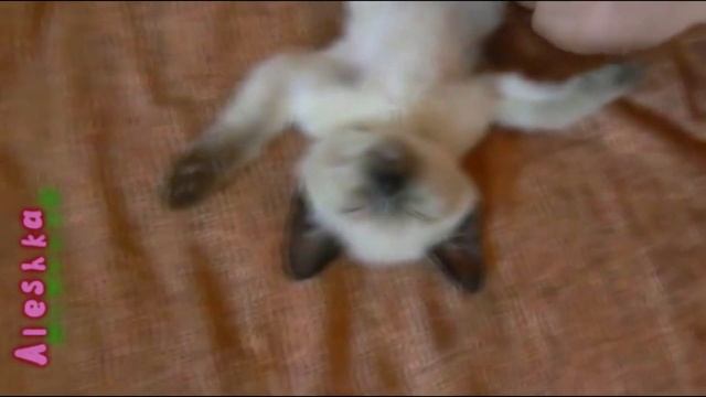 Котики спят на спине.