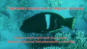 18 Корис клоун взрослый под музыку Johannes Linstead Запомнившийся сентябрь