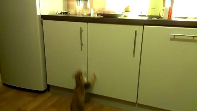 Кошка бесится смотреть онлайн