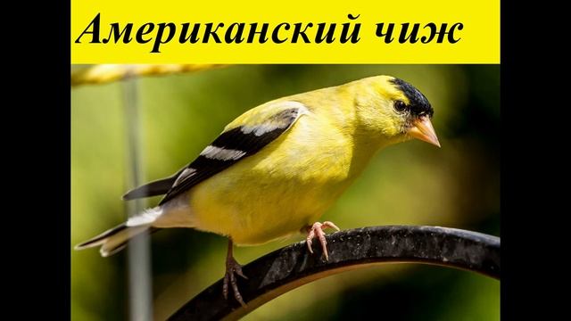 Виды маленьких птиц. смотреть онлайн