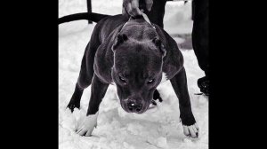 Metro Pro ft СТПН - Лай Питбуля