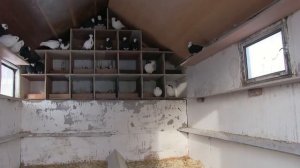 Голуби Ульяновска и Ульяновской области