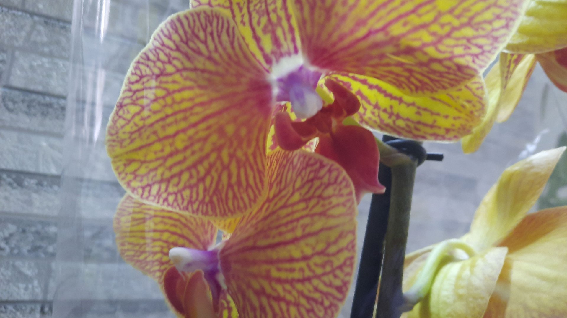 НОВЫЕ ПОКУПКИ ОРХИДЕЙ //04.03.24// смотреть онлайн