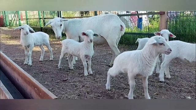Ягнята Белого Дорпера, нам 2 недели, 01.07.2022г./Lambs of the White Dorper. смотреть онлайн