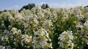 Гортензия Левана
https://sadovod.net/gortenziya-levana-metelchataya/