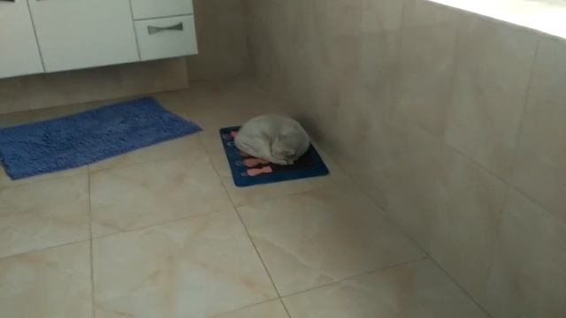 ПЫТАЮСЬ НЕ ДОСТАВАТЬ СПЯЩУЮ КОШКУ смотреть онлайн