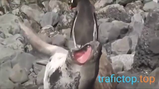 Веселый пингвин ??
#приколы смотреть онлайн