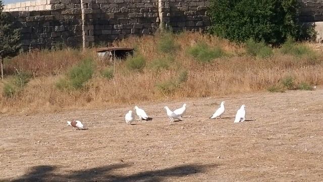 Бакинские суппер голуби ФУАДА в Баку (старопородные) 1часть смотреть онлайн