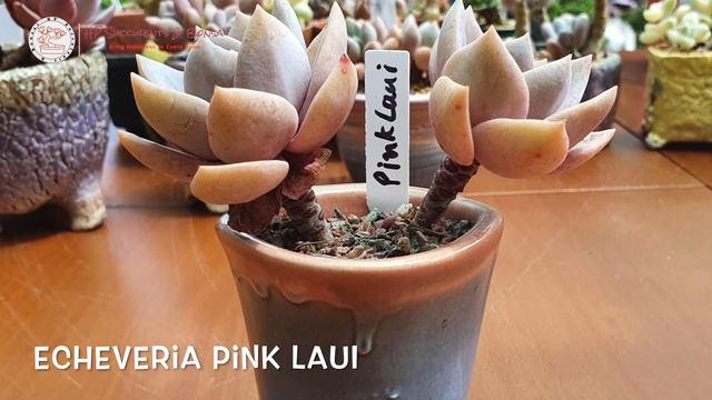 Succulent Identification - 25 Beautiful Old Succulents You Should Know | Sen Đá смотреть онлайн