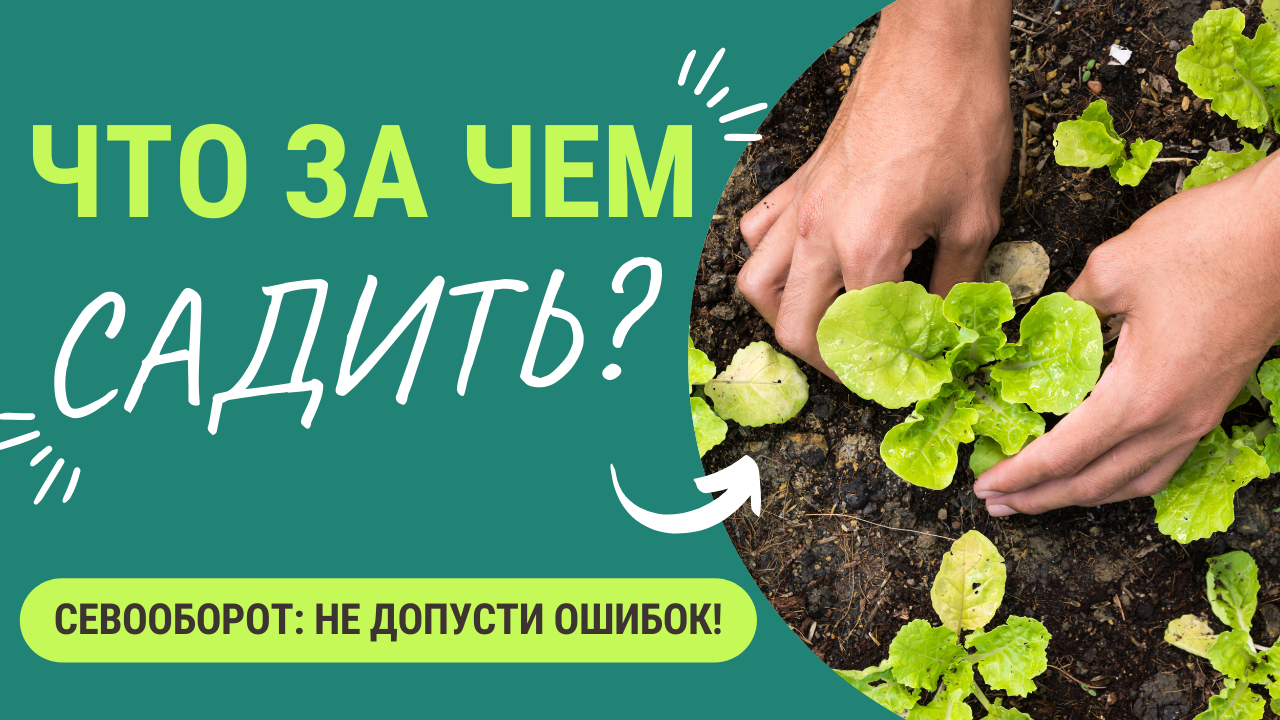 Не допустите ошибки! Что за чем садить - севооборот для небольших участков смотреть онлайн