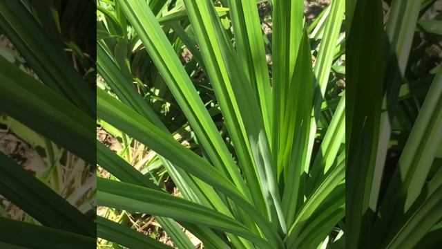 Dứa thơm - Pandanus amaryllifolius Roxb смотреть онлайн