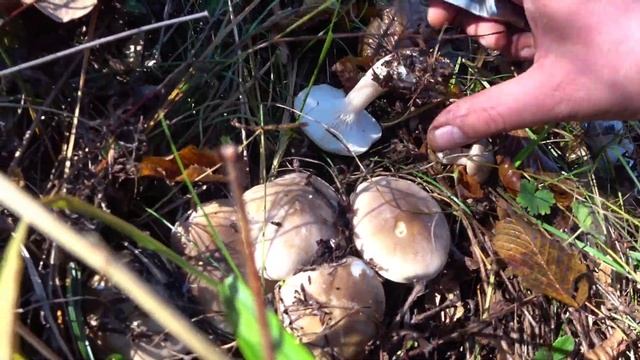 Таких РЯДОВ грибов рядовки ещё не видел, ночной МОРОЗ не повлиял на сбор грибов. Грибы Крыма смотреть онлайн