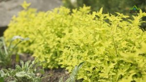 НЕ ДЕЛАЙ ПОКА НЕ ПОСМОТРИШЬ! АЛЬПИЙСКАЯ ГОРКА СВОИМИ РУКАМИ, РАСТЕНИЯ ДЛЯ АЛЬПИЙСКОЙ ГОРКИ НА ДАЧЕ