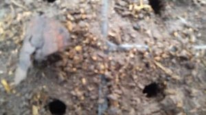 Пора сеять рассаду капусты // Капуста в кассетах//Секреты хороших урожаев.