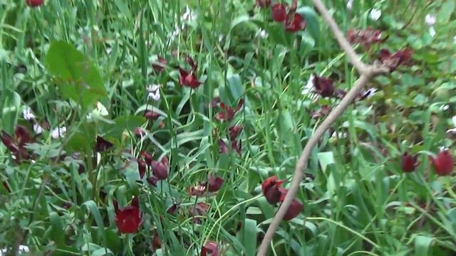Северный Кипр Кактусовый рай Хикмета Улучама смотреть онлайн