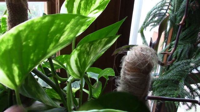 РАСТЕНИЯ МОЛЧАТ, А ВЕДЬ ИМ НУЖНЫ УСЛОВИЯ.Что мы можем предпринять? смотреть онлайн