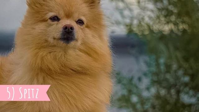 German Spitz - TOP 10 Interesting Facts смотреть онлайн