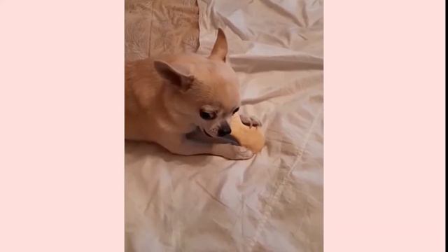 ЧИХУАХУА. МОНЯ И ЕГО КОСТОЧКА! смотреть онлайн