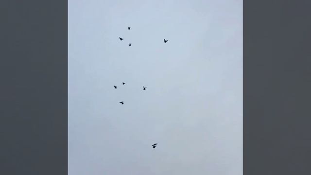 Истинные " арийцы" !!! смотреть онлайн