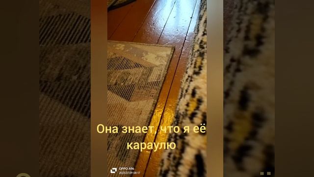 Рано утром мяуканье, чего хочет кошка? Почему она не спит? смотреть онлайн