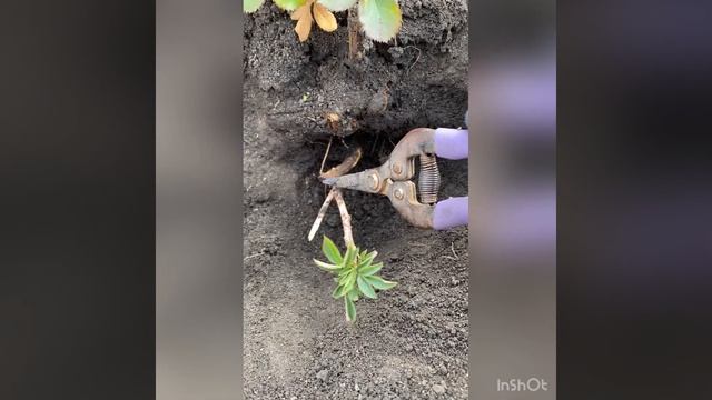 Дичка. Поросль шиповника на розе.