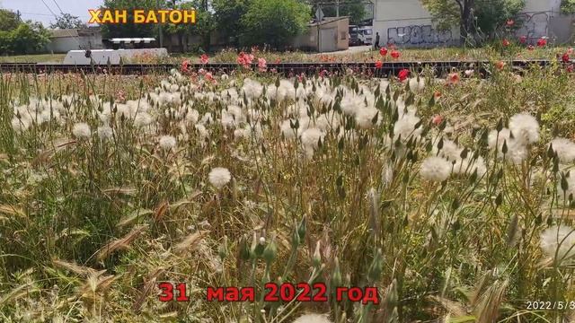 Один из дней города Евпатории | 31 мая 2022 года | #Крым #ХАНБАТОН #XAH6ATOH #Евпатория | фото