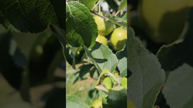 Зелёное мыло от тли,но есть нюанс... смотреть онлайн