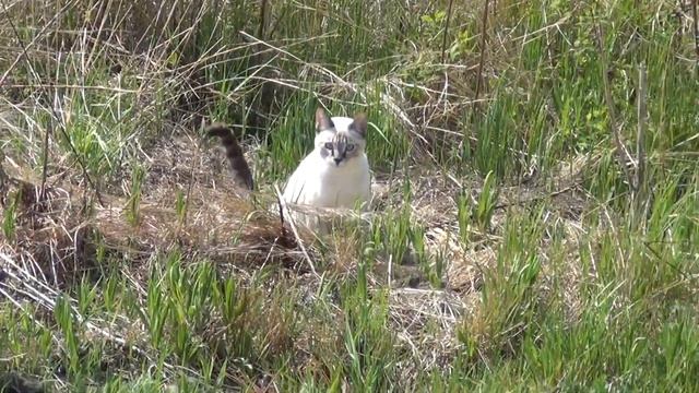 Таец кот первый раз на даче смотреть онлайн