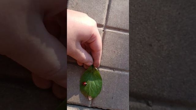 папа я нашла божью коровку в руке????❤️?????? смотреть онлайн
