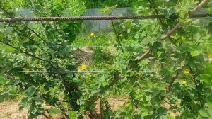 Ежевика Астерина, весенний обзор северо-запад