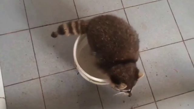 факты о енотах которые вы не знали смотреть онлайн