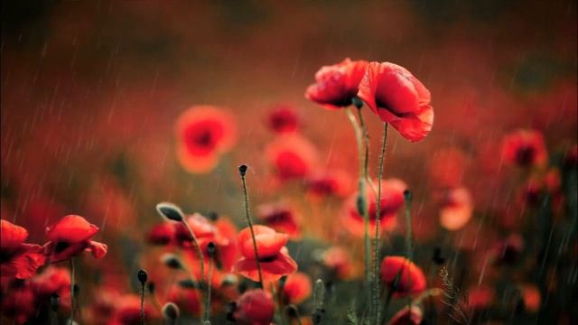 ears? смотреть онлайн