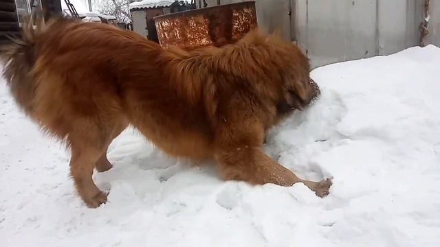 Продаются щенки Тибетский Мастифы