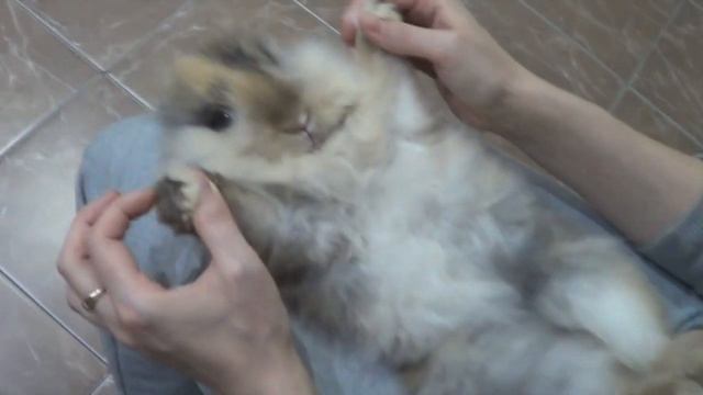 Кролики Зайчики.Декоративный кролик.Мой ласковый и нежный зверь. смотреть онлайн