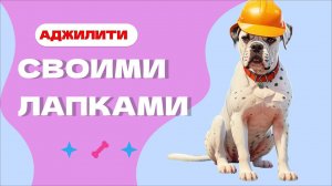 Как сделать снаряды для аджилити своими руками, барьеры для аджилити