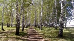 Отчего так в России берёзы шумят..(Юлия Пивень)