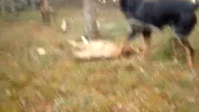 Джиперская собачка играет с палочкой!))).AVI смотреть онлайн