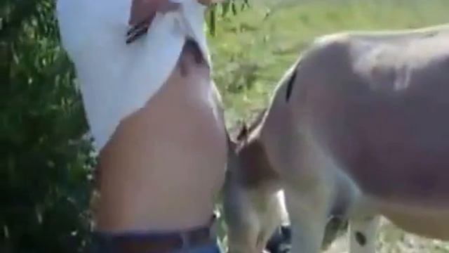 Любимый ишак смотреть онлайн