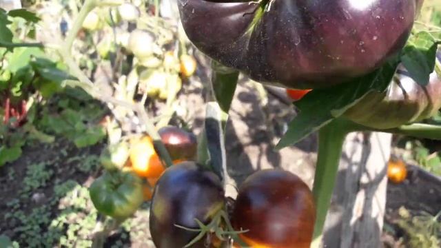 Сорт томата Люсид Джем! Обзор томата смотреть онлайн