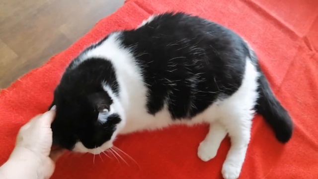 Как помочь взрослому коту адаптироваться в семье. Из личного опыта смотреть онлайн