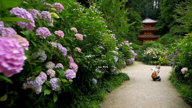 岩船寺の紫陽花　2018　京都府木津川市　 Hydrangea in Gansen-ji Temple Kizugawa City, Kyoto Japan смотреть онлайн
